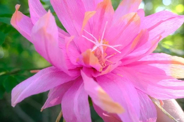 Queen of the Night Paper Flower Dyed