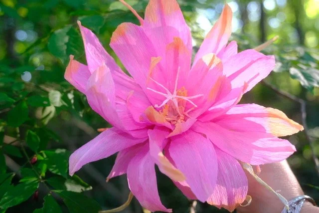 Queen of the Night Paper Flower -Dyed