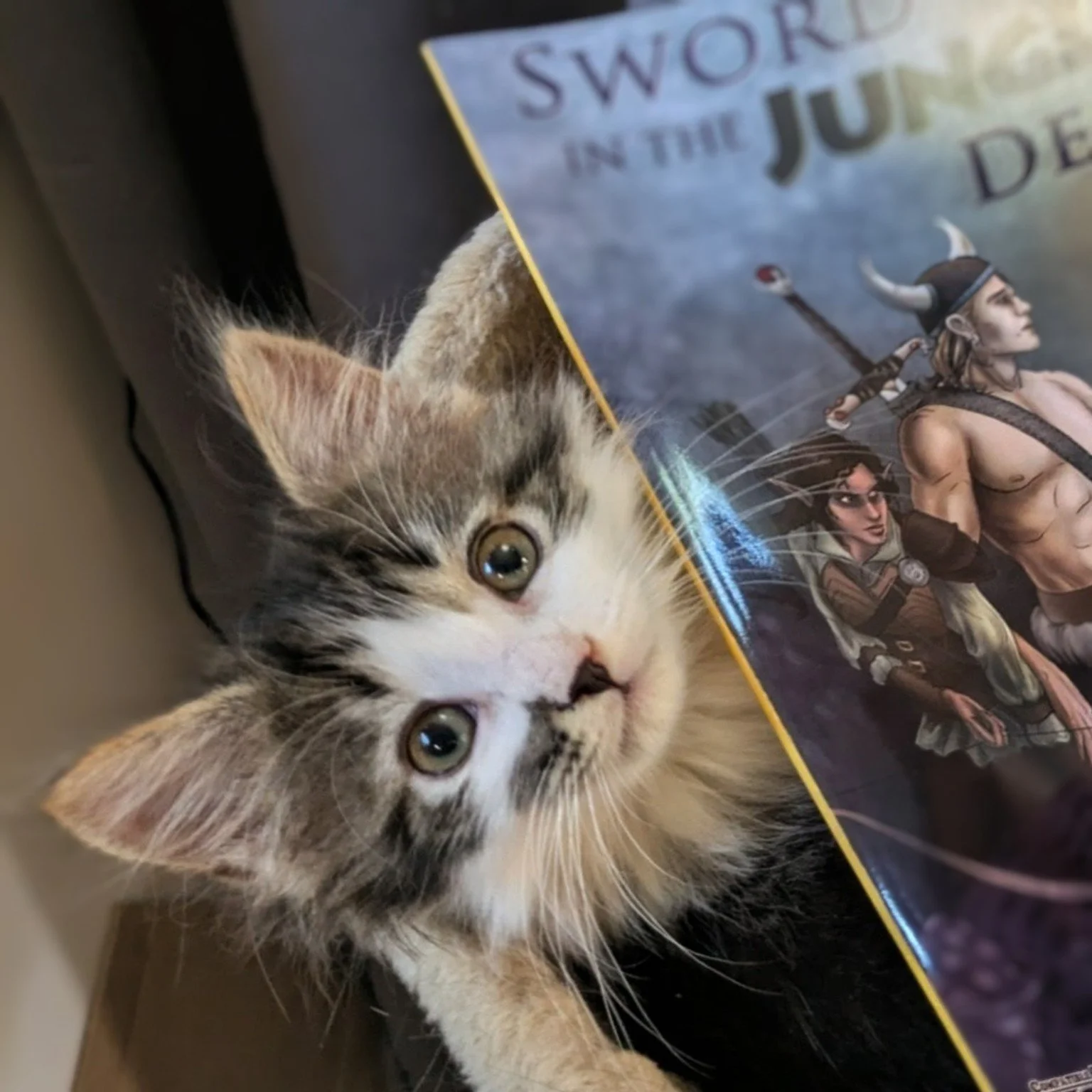 Helping Cats, One Quest at a Time