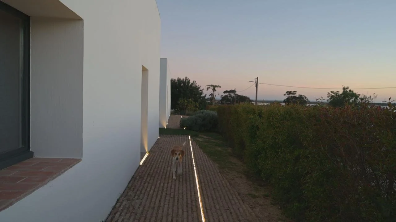 dog screen grab.jpg