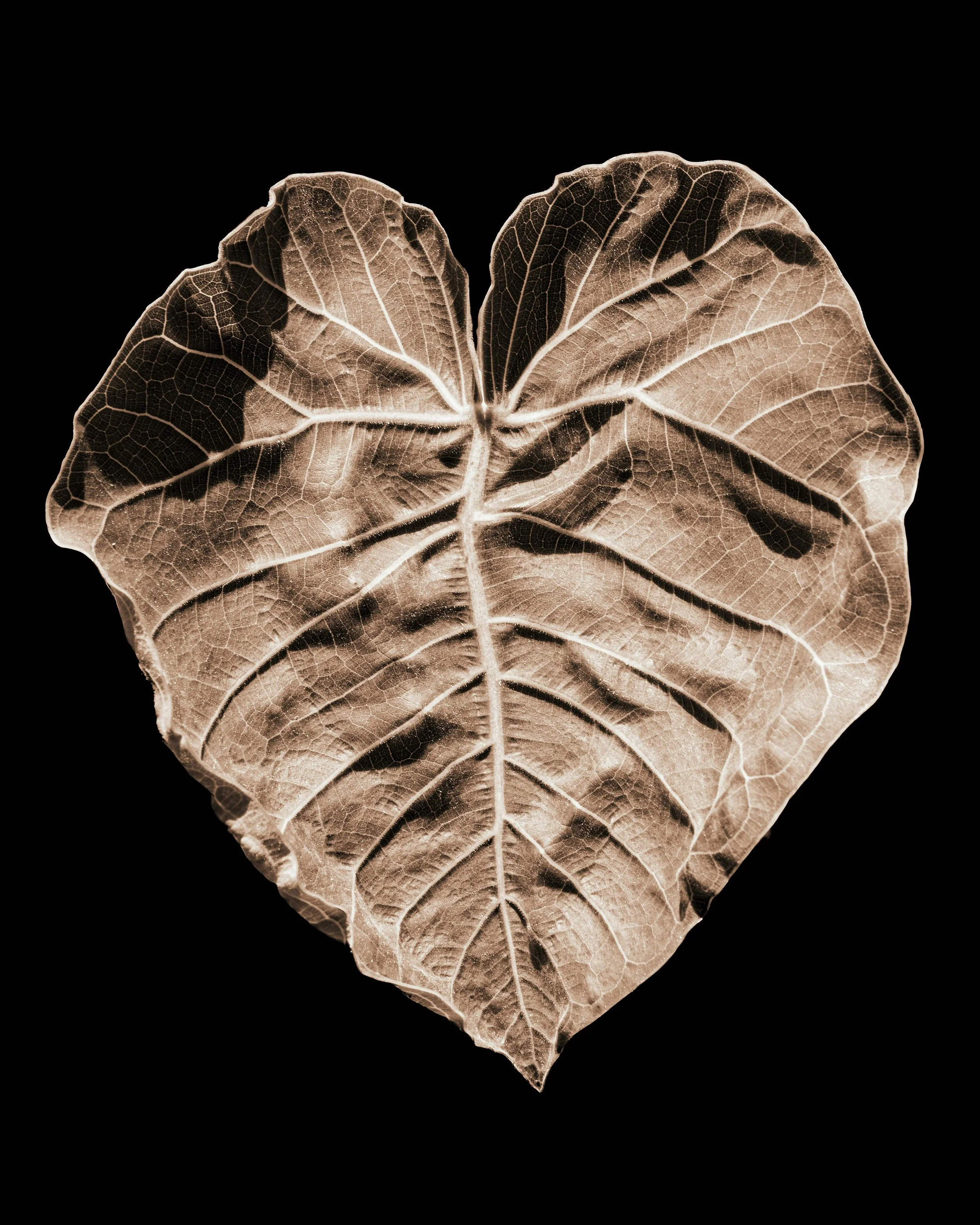 sebastian-schuster-L1NXqFgUG6s-unsplash.jpeg