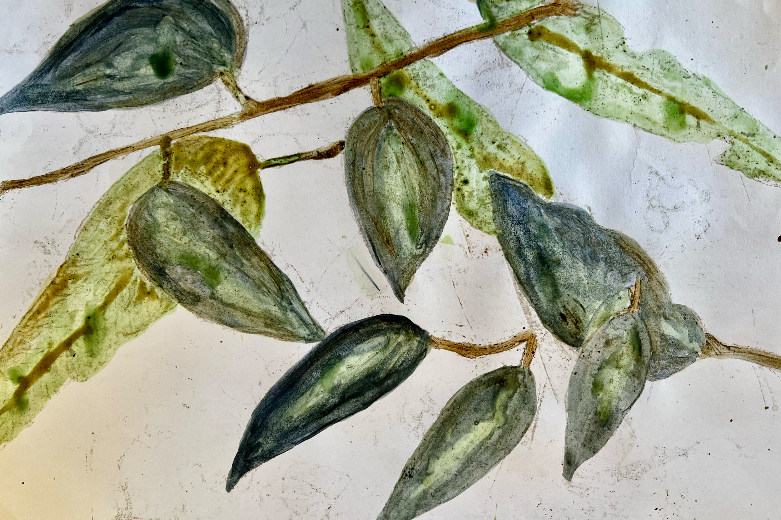 Eucalyptus leaves attached to a branch with ink colours made with egg tempera.