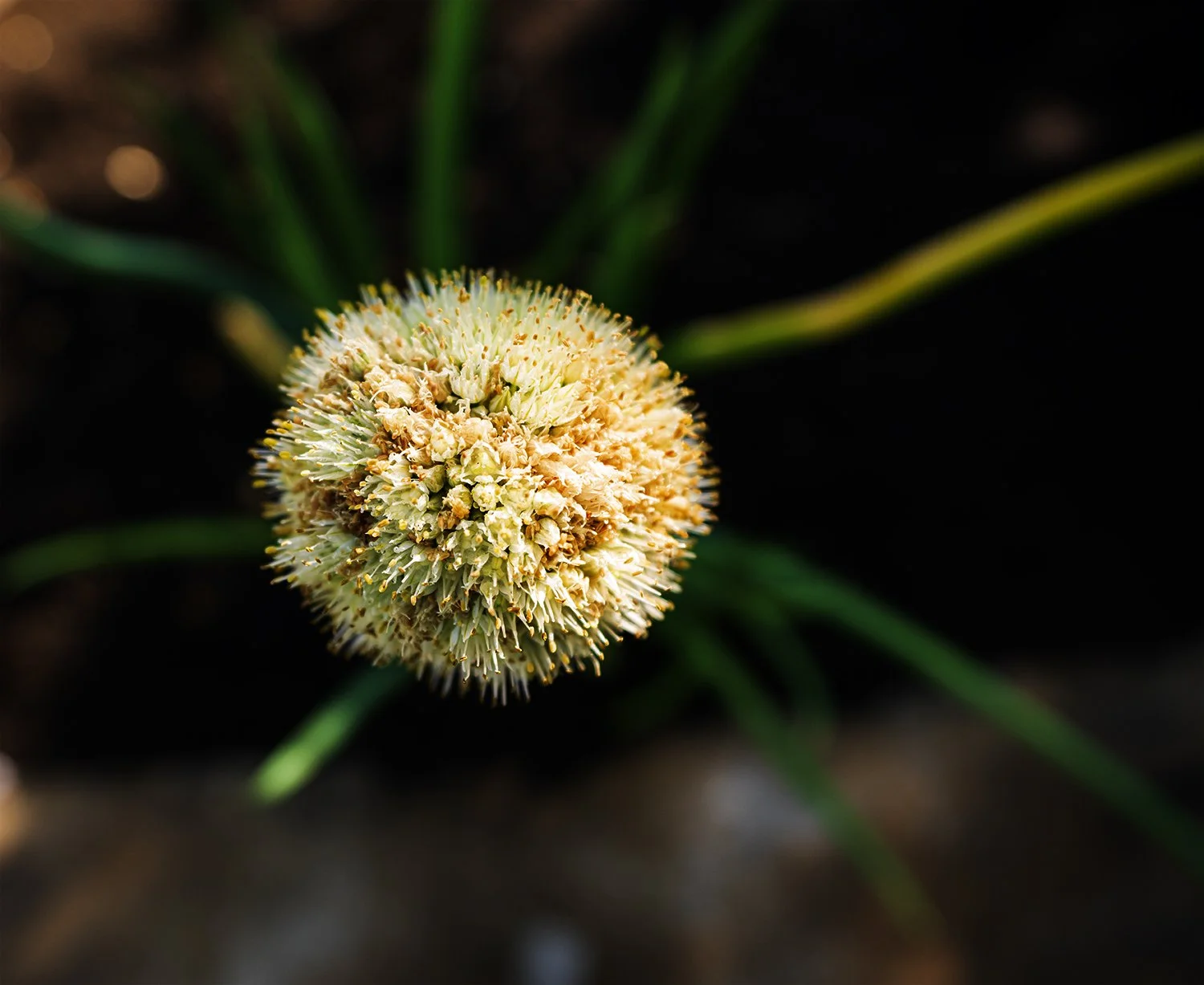 Onion_bolts_2.jpg