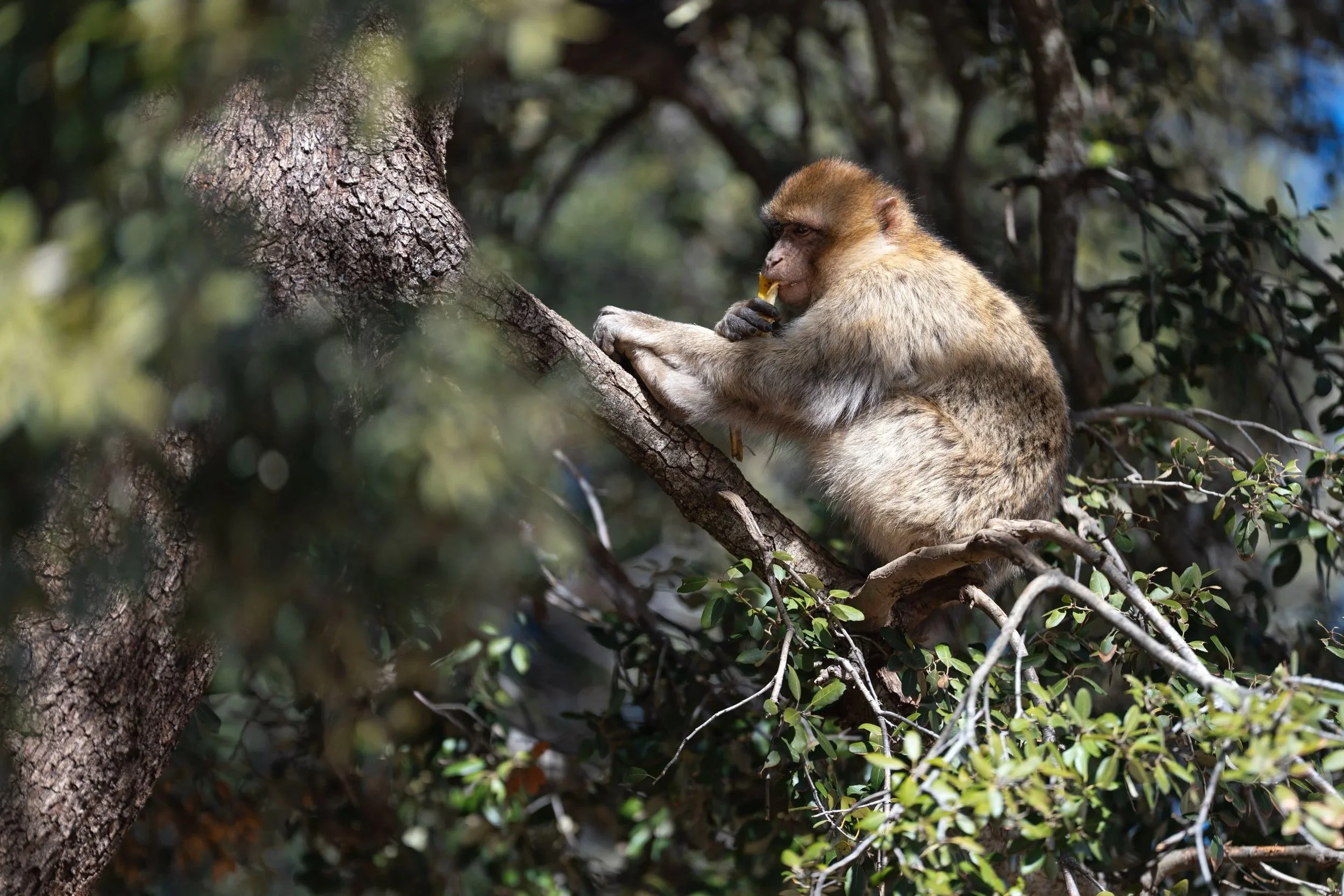 Berber Ape_Morocco