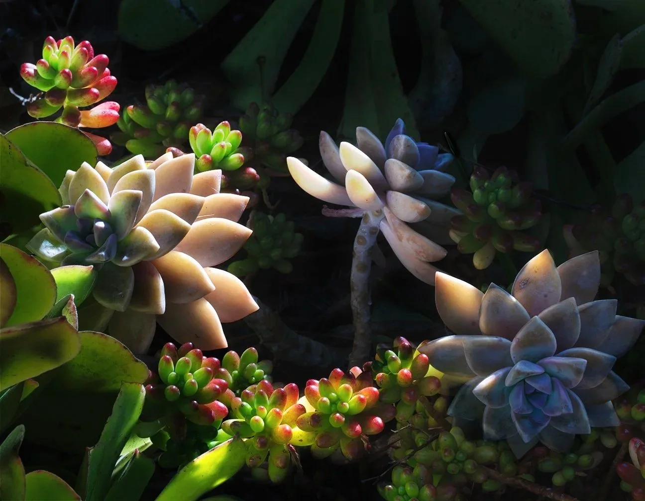 Succulent forest from yard