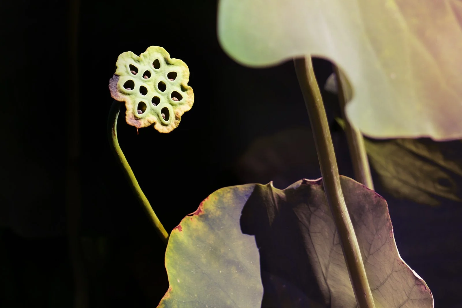 Peaking Pod copy.jpg