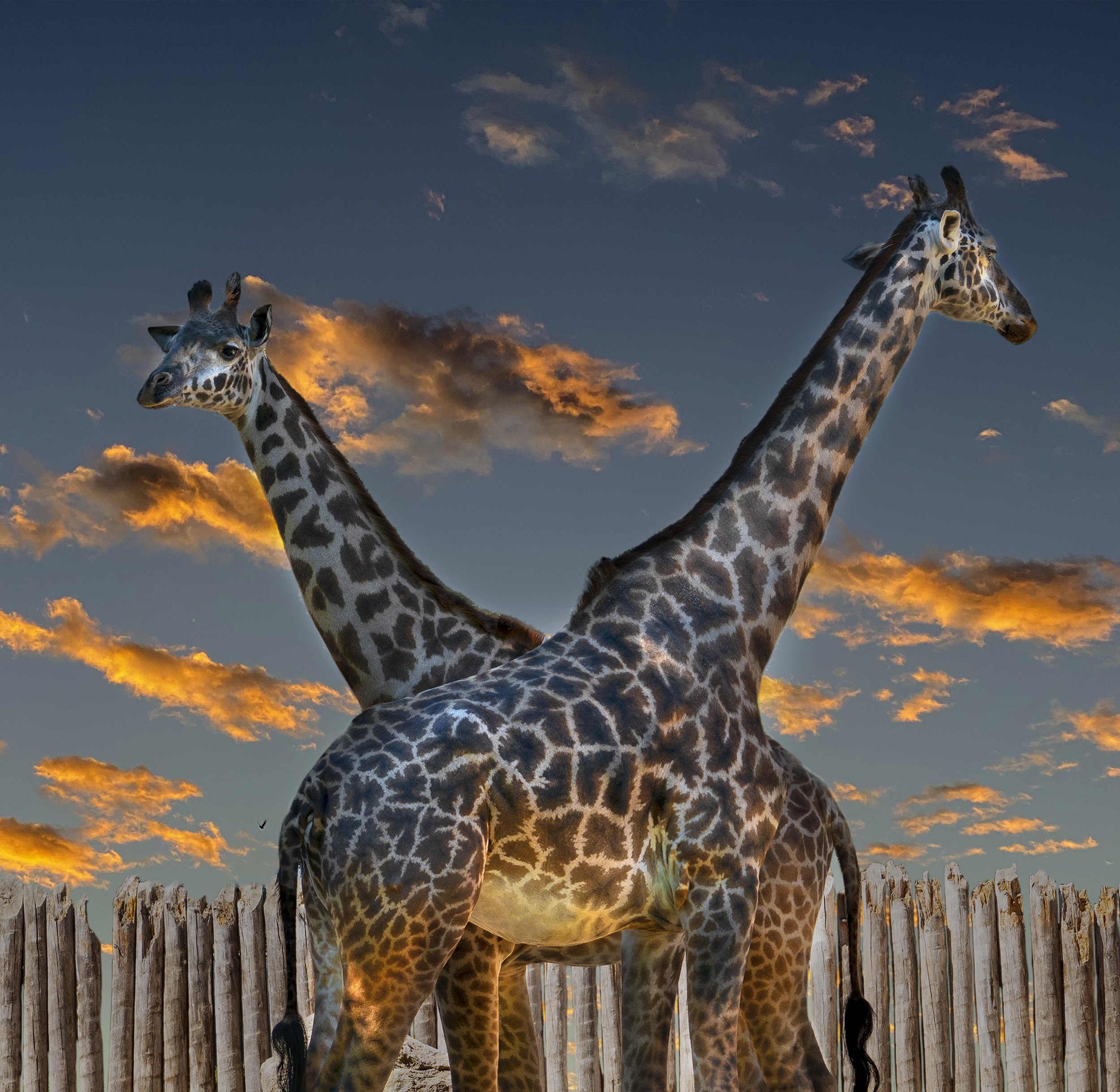 Saltzman_TwoBecomeOne_2 copy.jpg