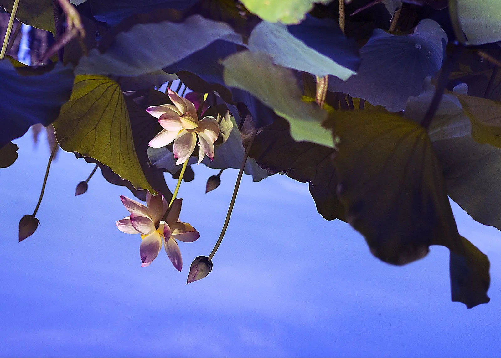 Lotus Reflections Lt Blue Sky.jpg