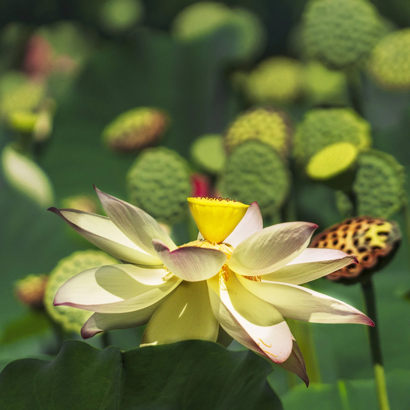 Celebrating the white lotus.jpg