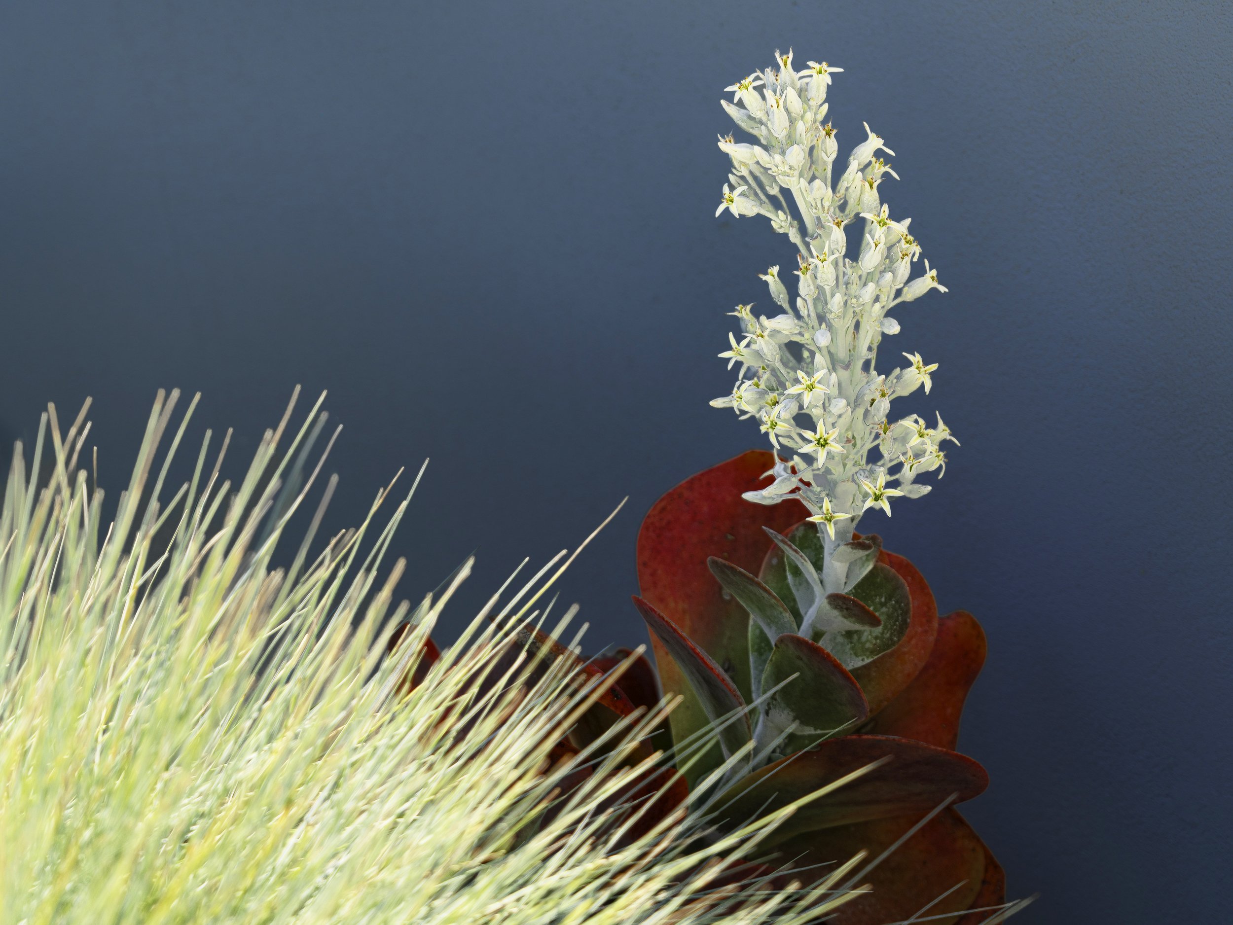 Flowering Succulent