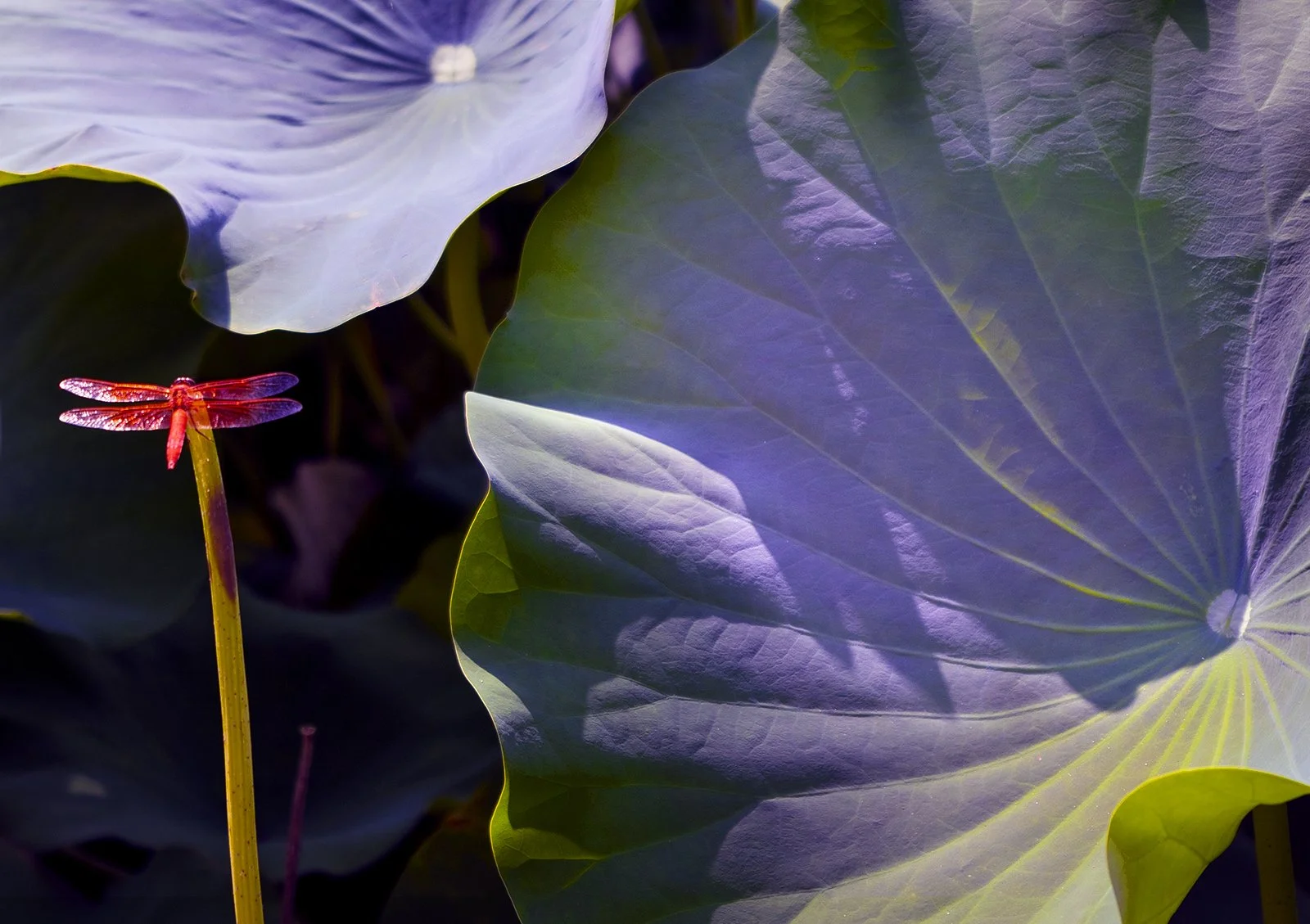 Dragon Fly with Purple Leaves.jpg