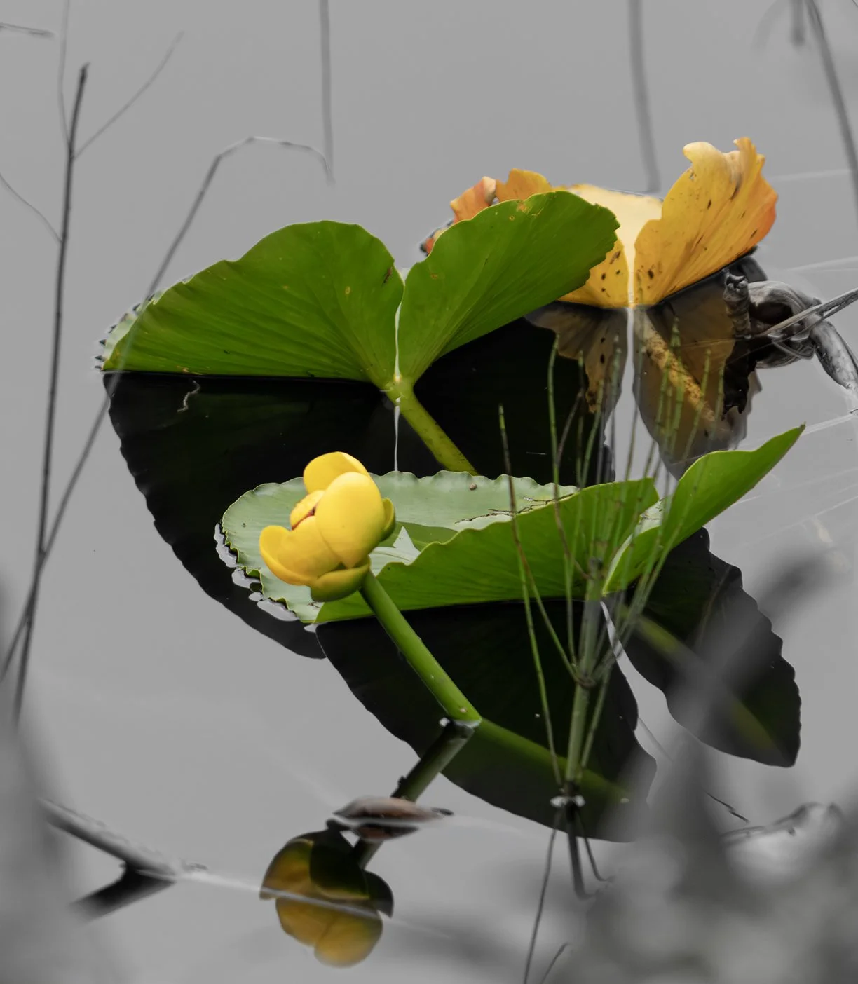Lilly pond Alaska