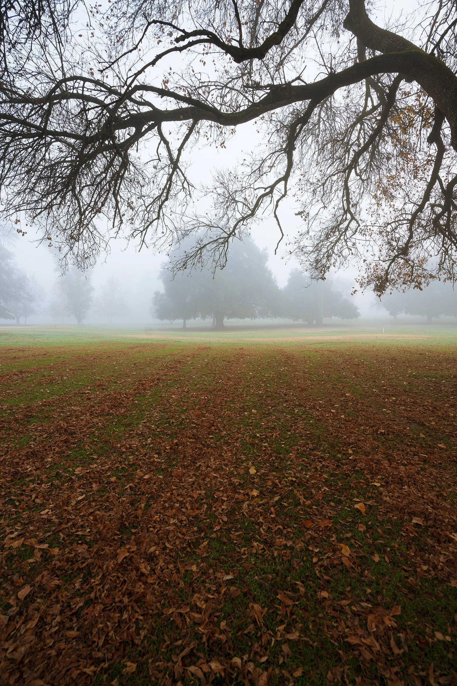 Fall_fog_leaves.jpg