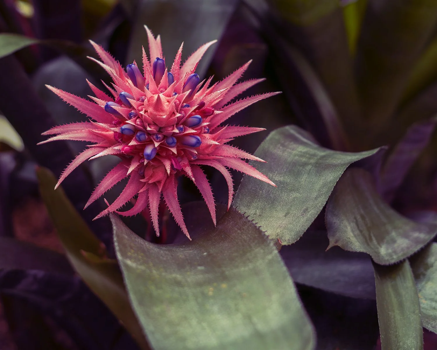 DSC07030_1 copy 2 IG.jpg