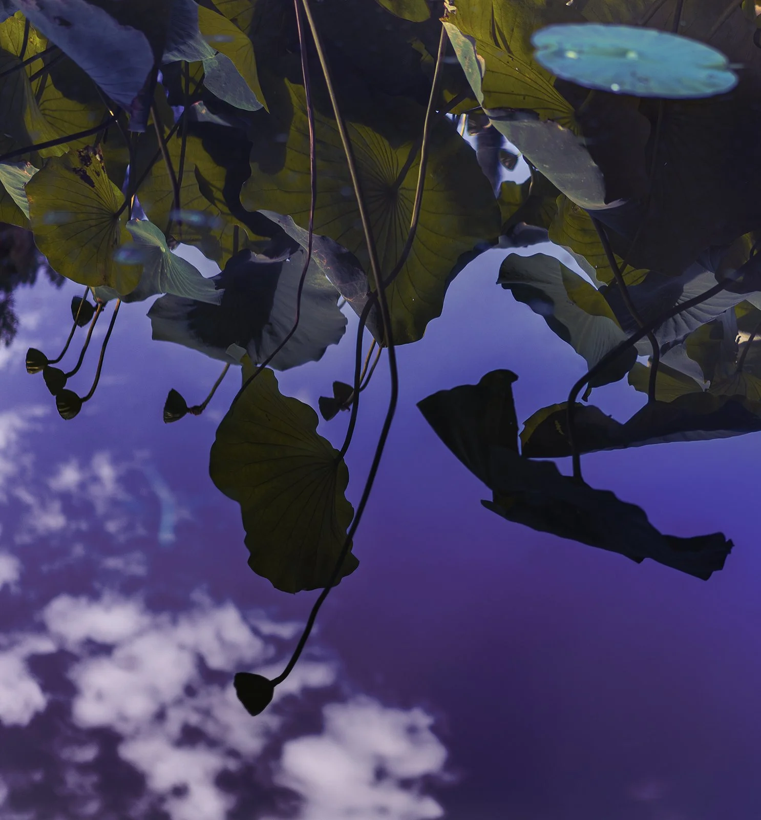 Purple reflection.jpg