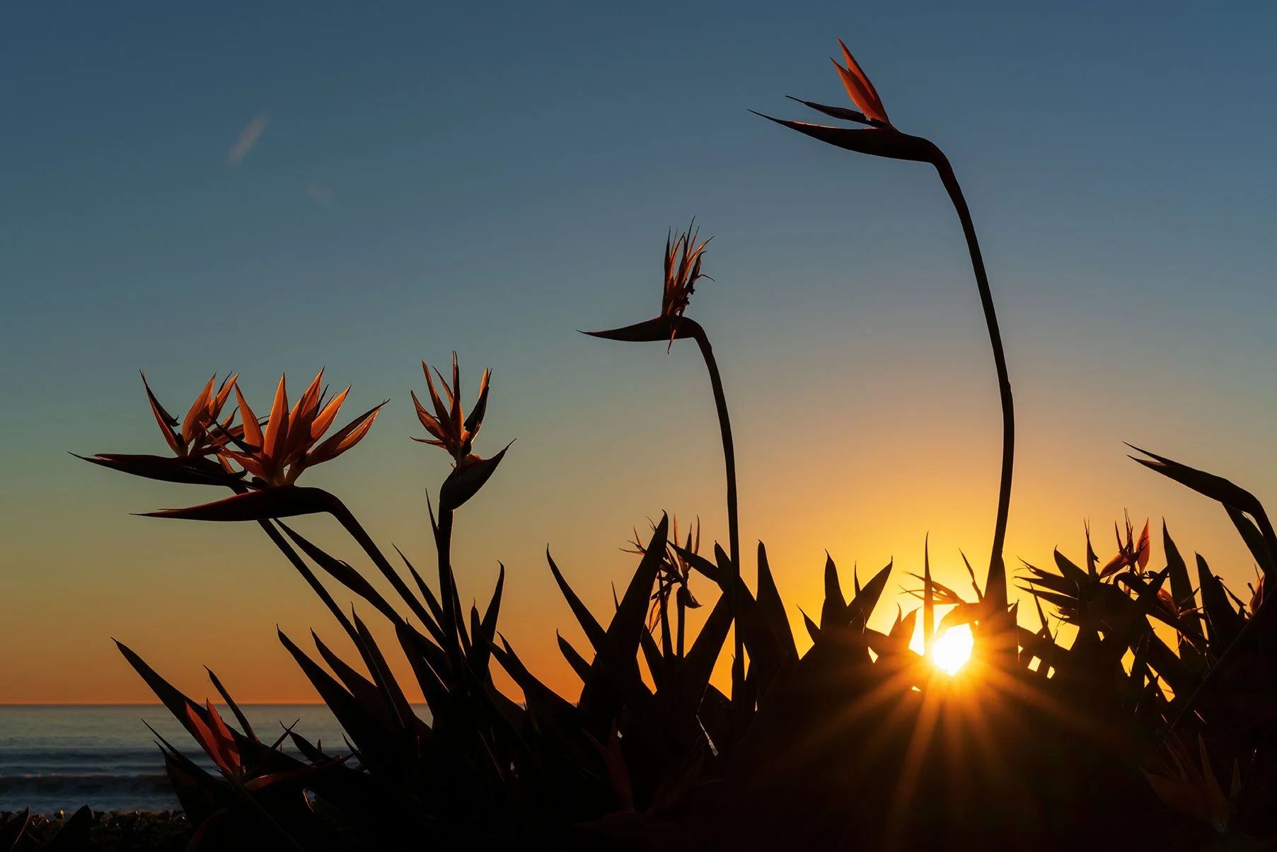 birds of paradise flowers at sunset by the Coronado Beach with sunburst through the leaves
