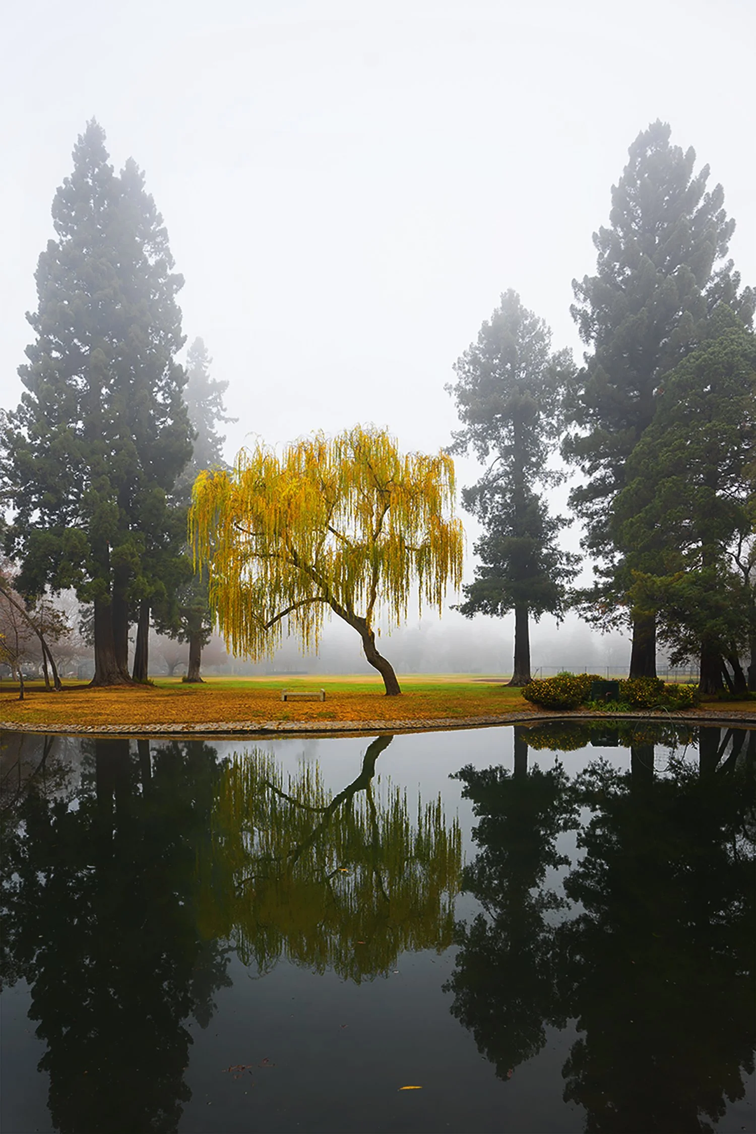 Land Park pond in fall, tree with yellow leaves reflected on the water