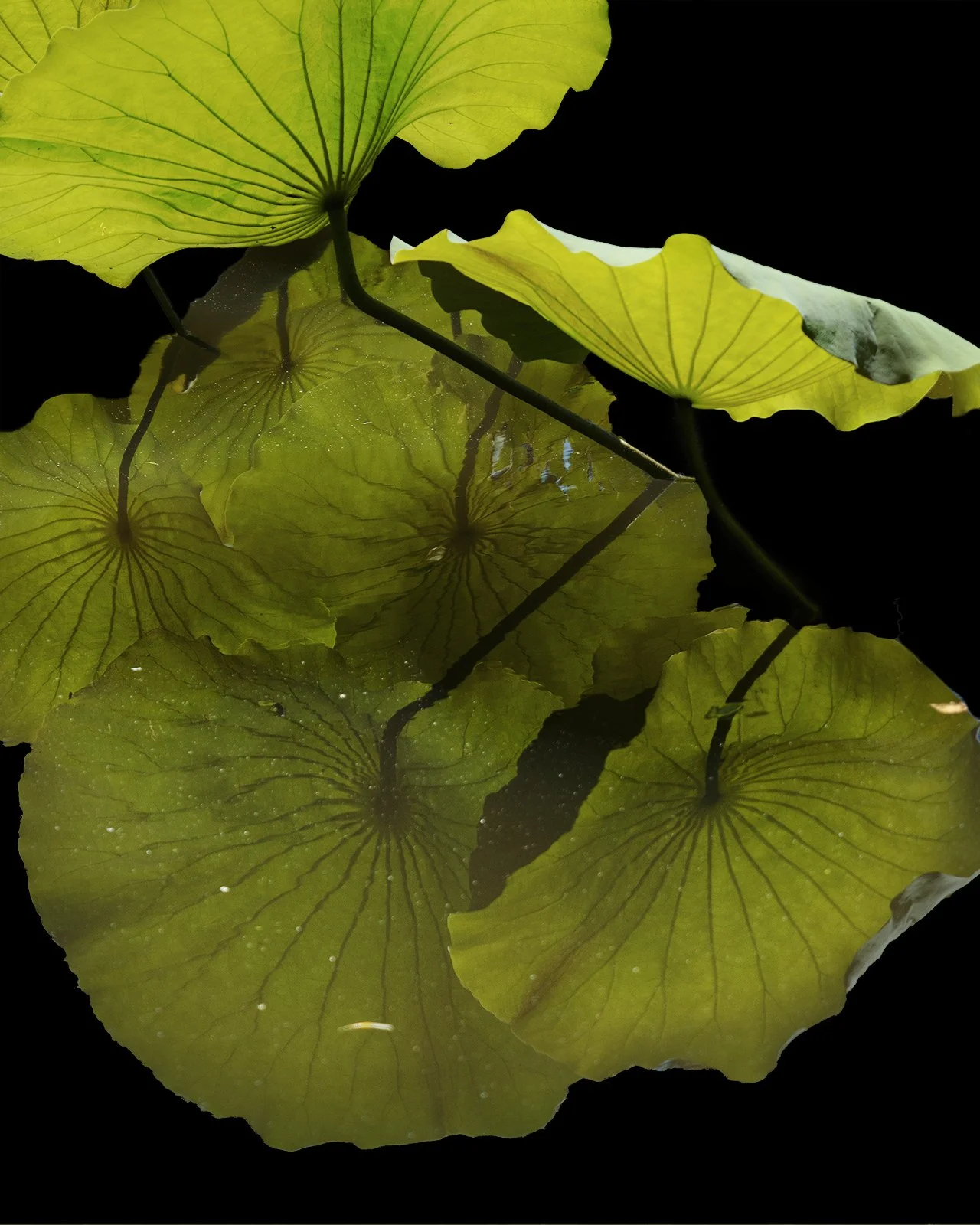 The Glass Reflection.jpg