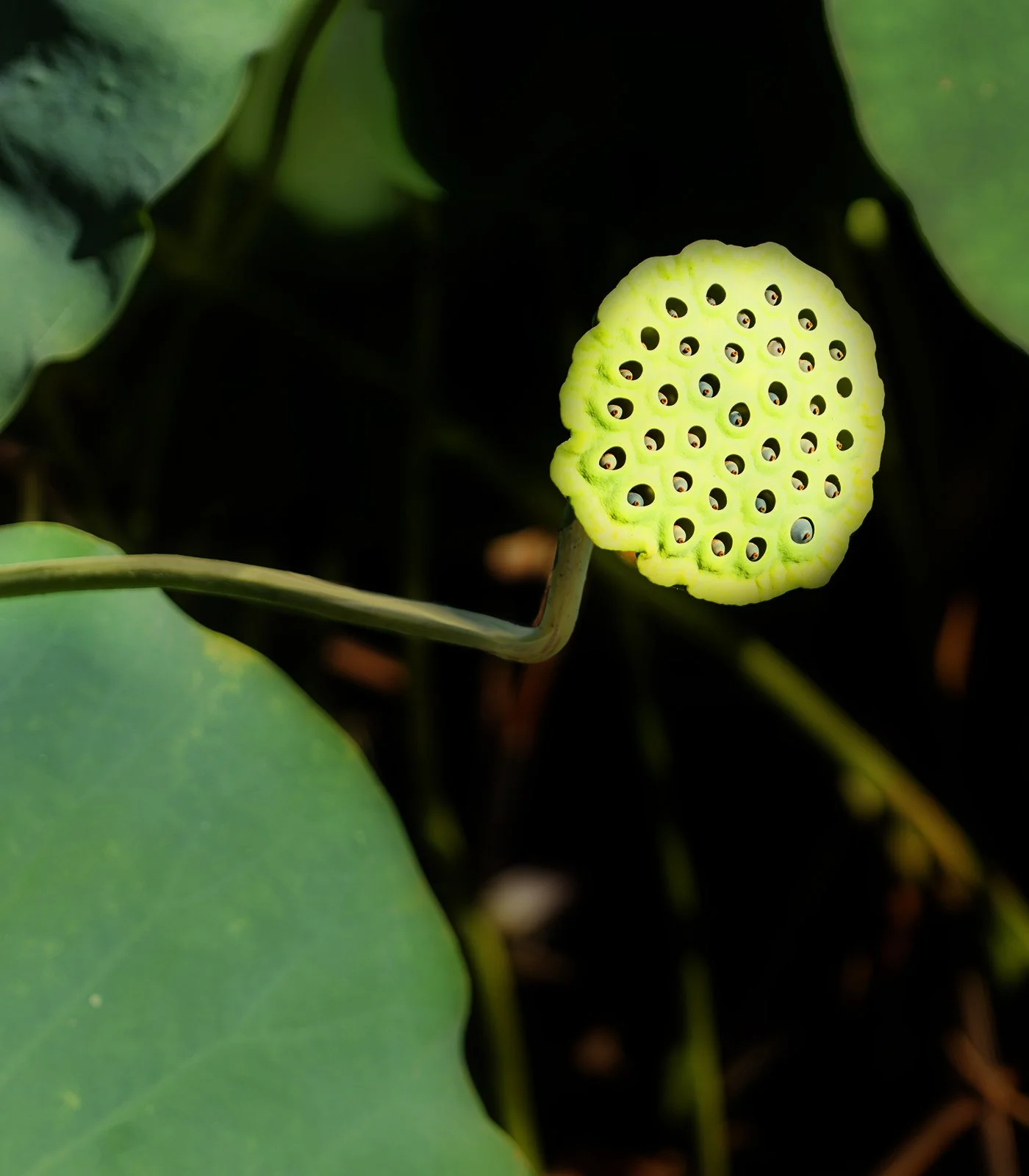 The Eyes of the Pod.jpg