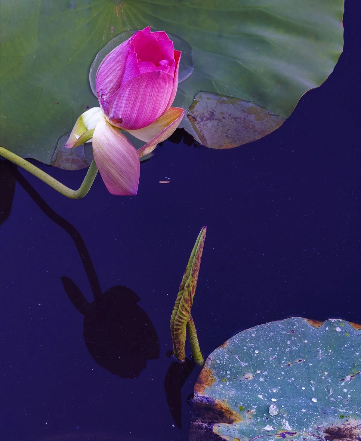 Lotus Pond Shadows.jpg