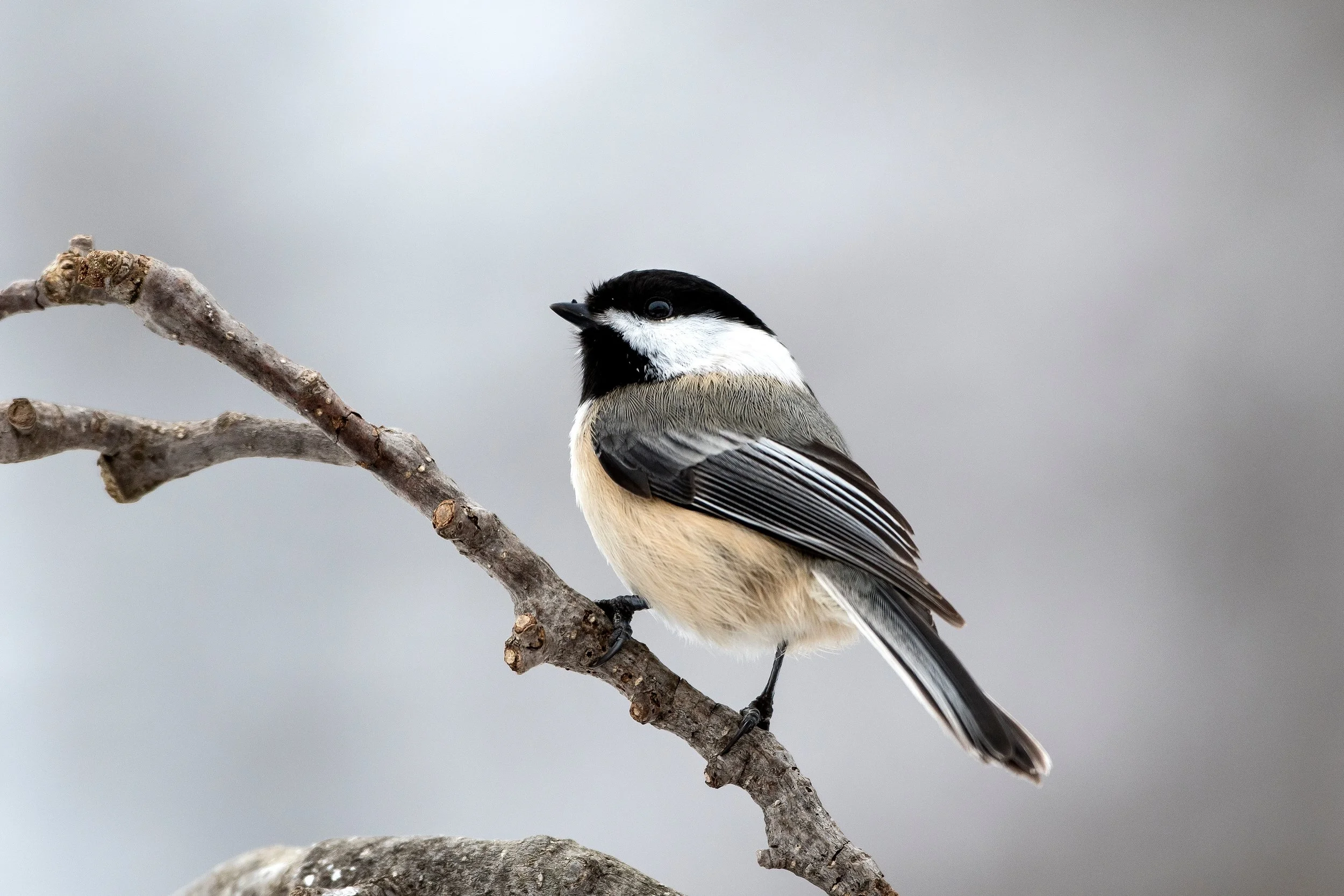 Saved by a Chickadee