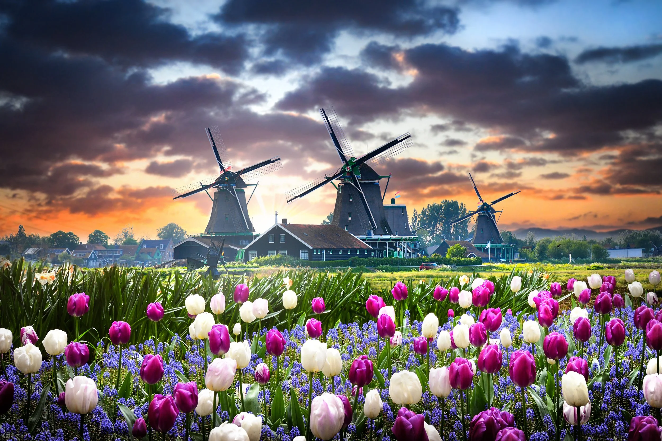Tulips &amp; Windmills: A Photo Tour of the Netherlands