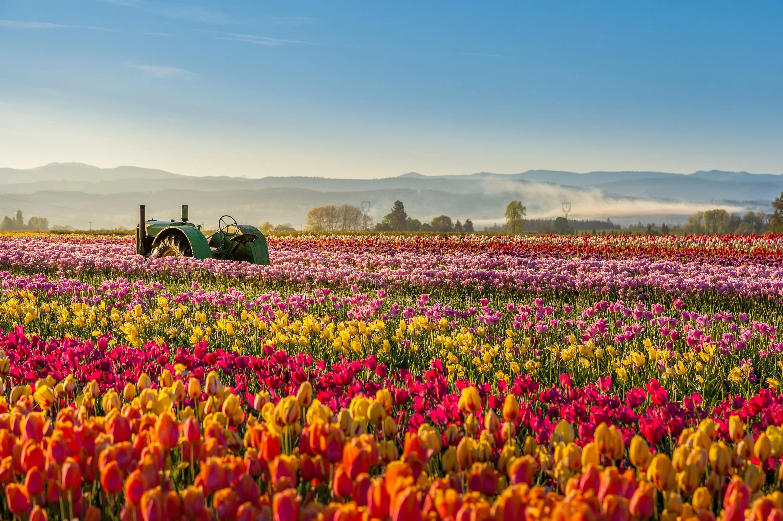 The Tulip Farm