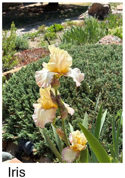 Iris