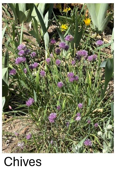 Chives