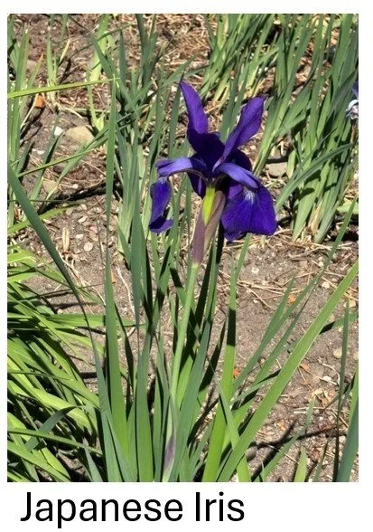 Japanese Iris