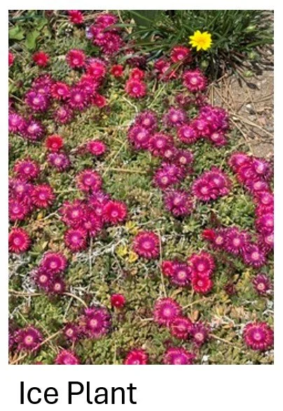Ice Plant