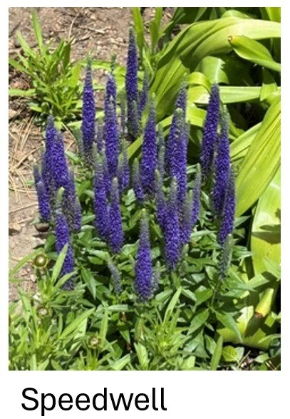 Speedwell