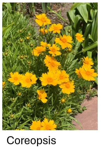 Coreopsis