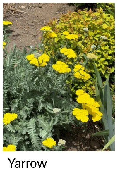 Yarrow