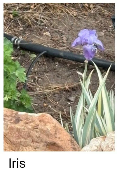 Iris
