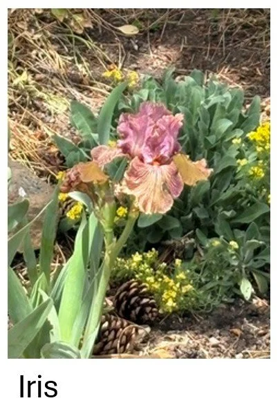 Iris