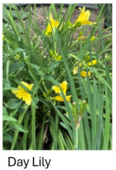 Day Lily
