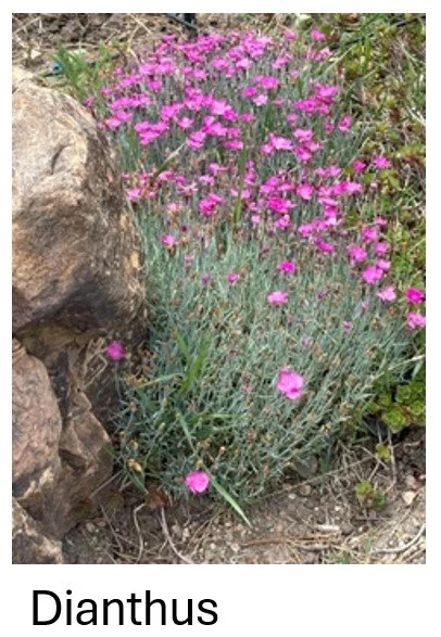 Dianthus