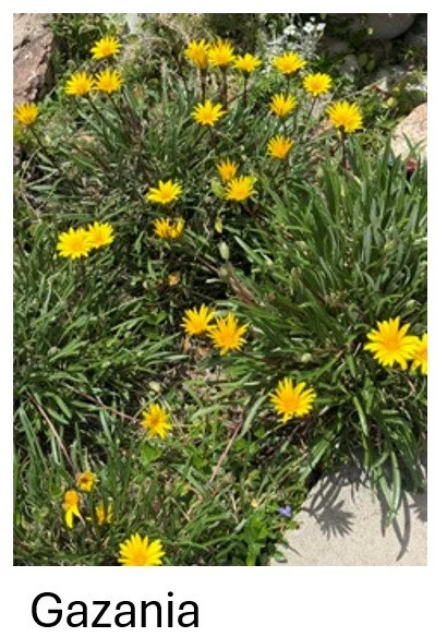 Gazania