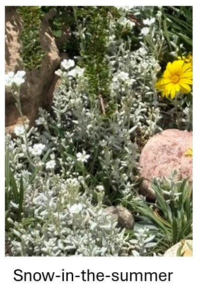 Snow-In-The-Summer