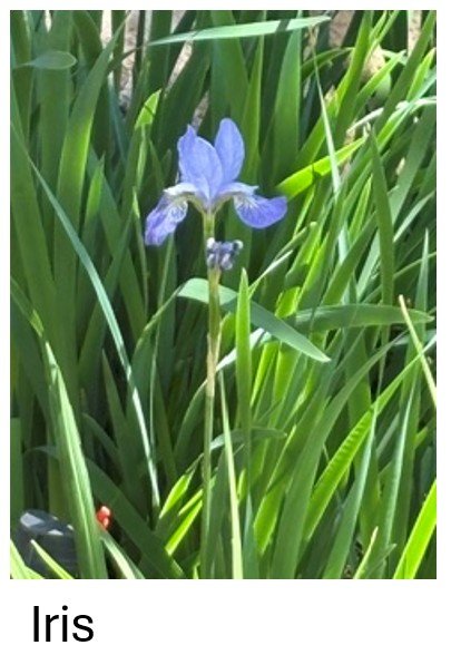 Iris