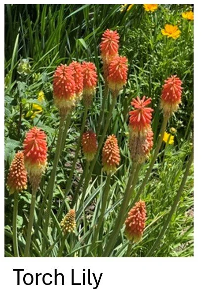 Torch Lily