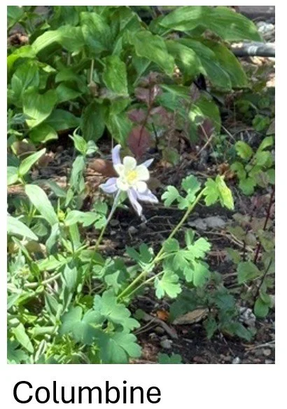 Columbine