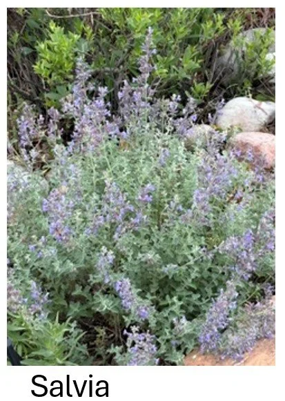 Salvia
