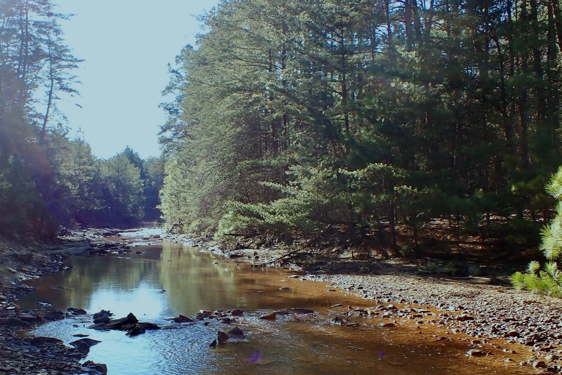 A peaceful forest scene with a small river flowing through it, surrounded by green trees and a clear blue sky.