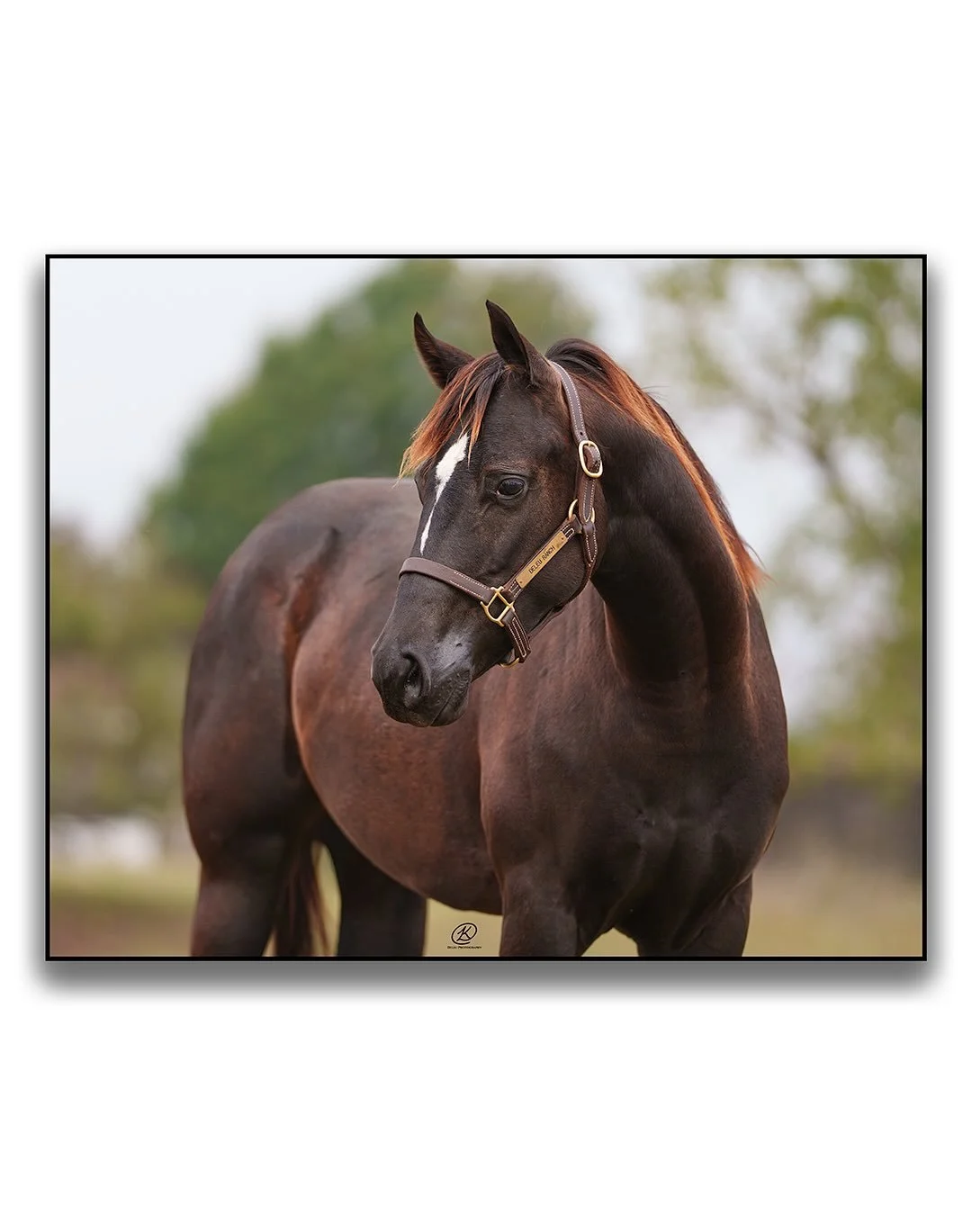 💥 Three P Say Goodbye💥
(The Goodbye Lane x Zumanity Cristal CMV)
Owned by Rafael Sampa
Swipe right for the profile shot!
.
.
.
.
#barrelhorse #barrelracing #quarterhorse #horseconformation #equinephotographer #equinephotographersnetwork