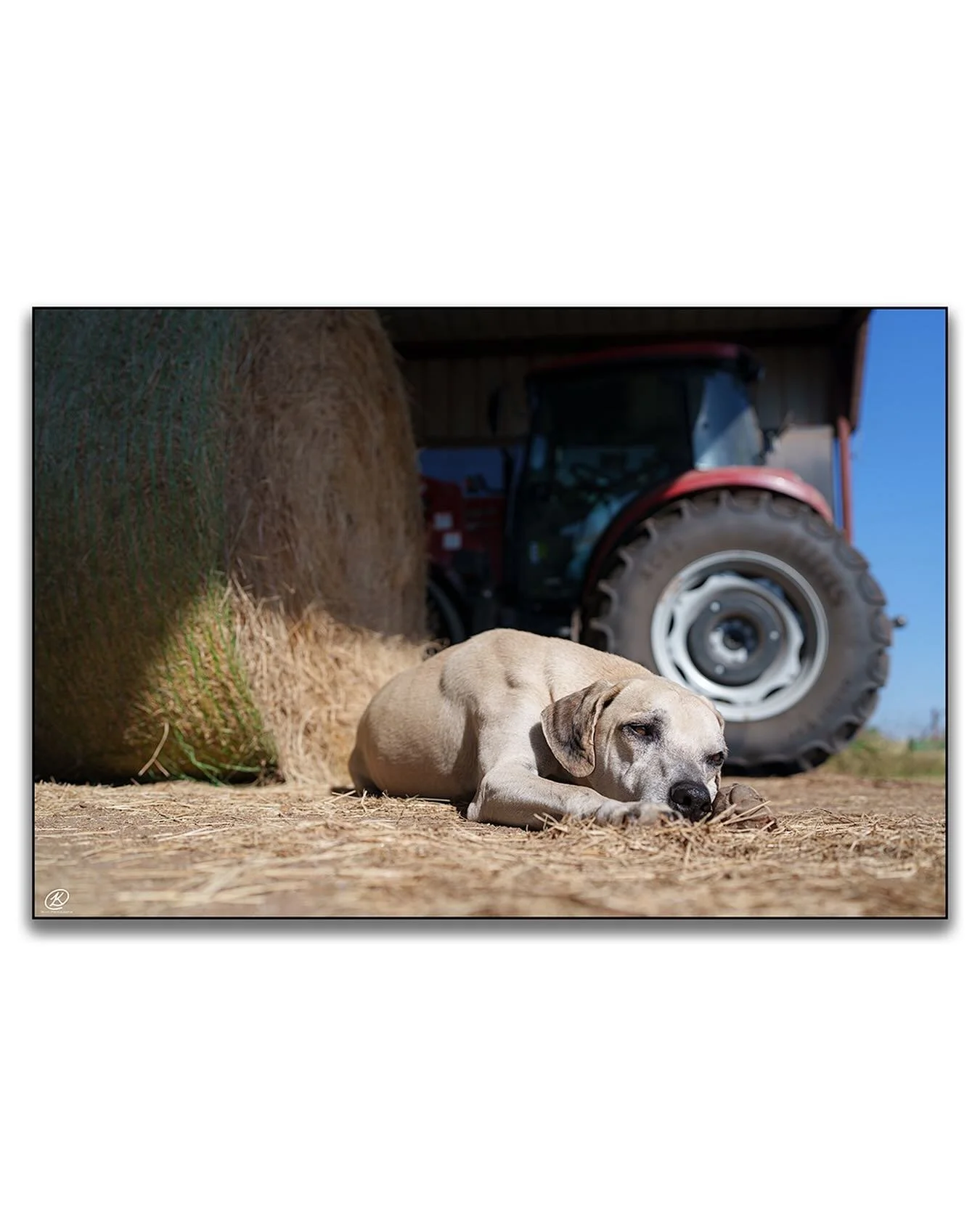 Something a little different, my last of the Blackmouth Curs. Fofao 🐶