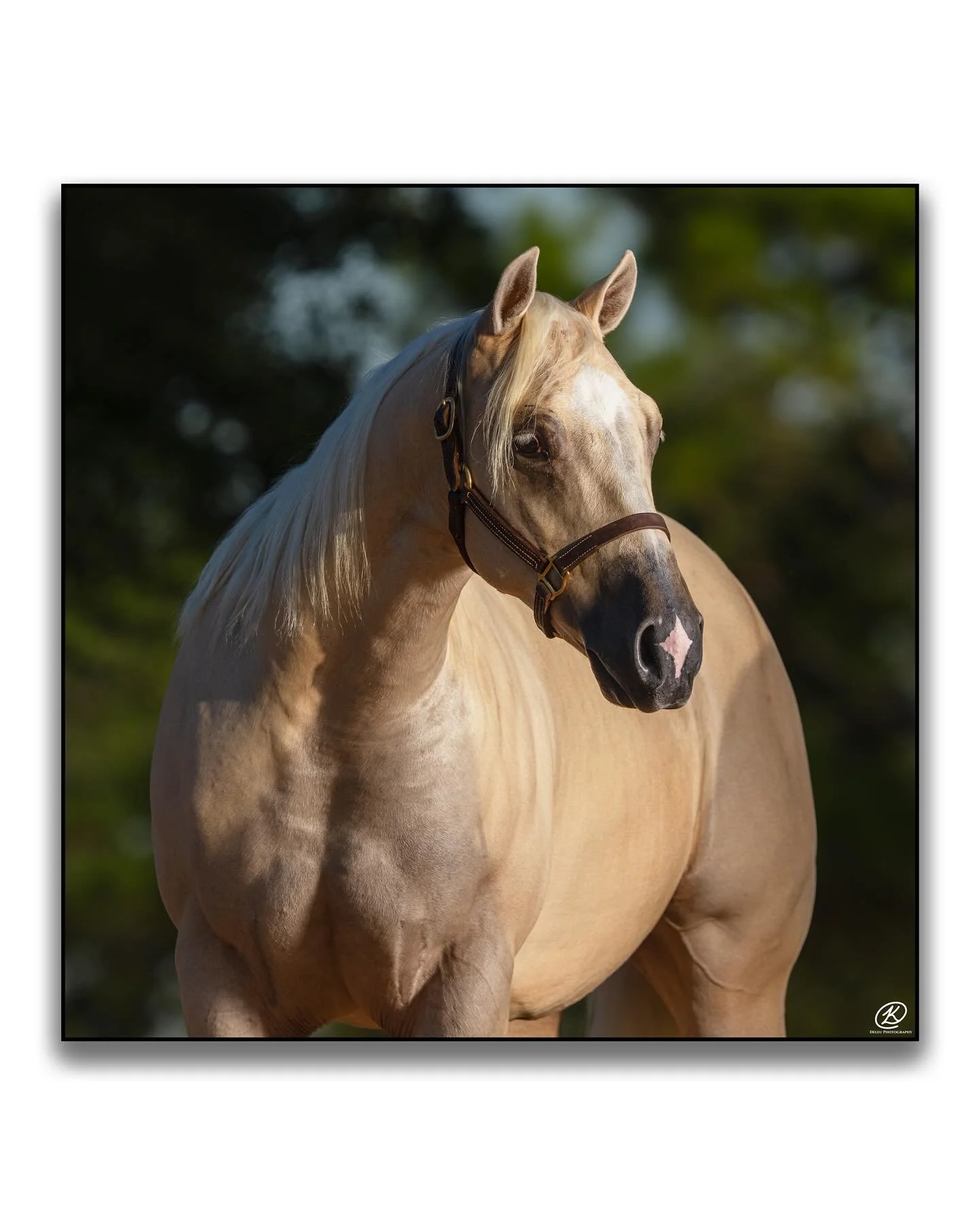 💥Easy White Chocolate💥
(Modern Gun x Chics Luv Chocolate)
One of our consignments for the 2025 NRHA Futurity Sale!