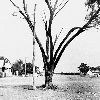 Tree of Knowledge