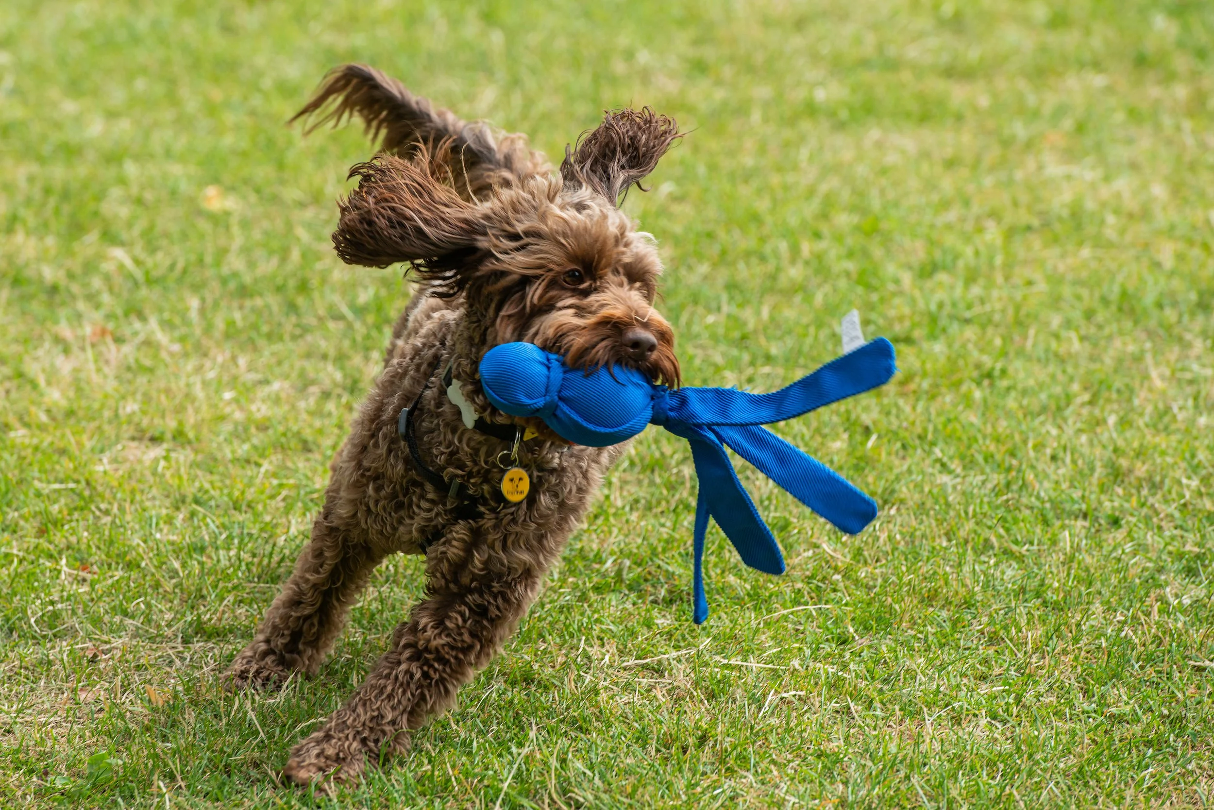 How to stop your dog mouthing and chewing — Dogs Trust UK Dog Friendly